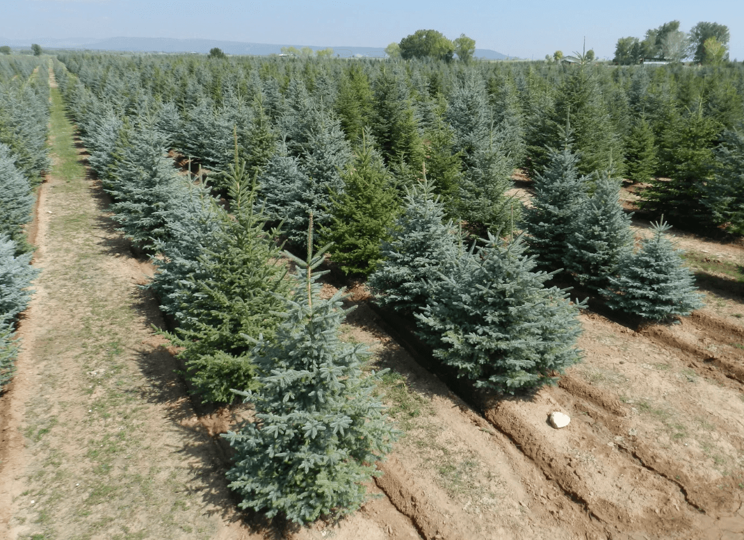 Spruce Point Tree Farm